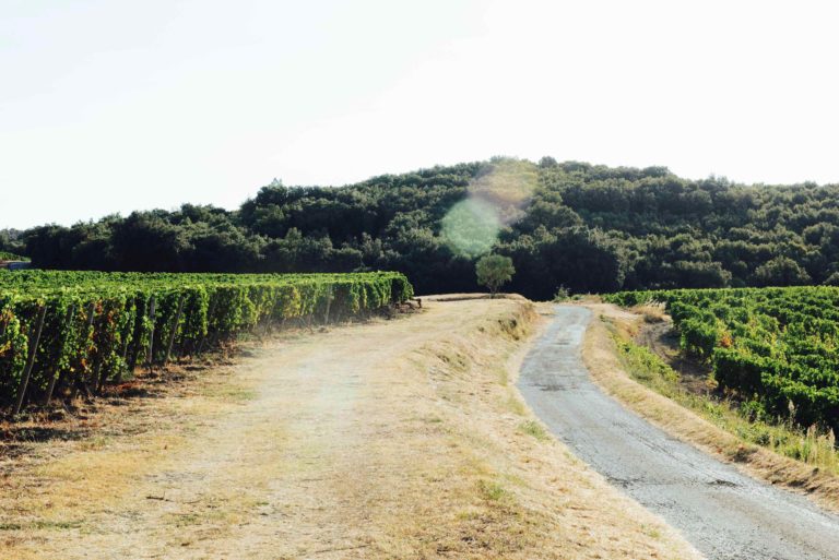 Livre SH-OP Aimer le vin Faugères1 Cici Olsson.jpg