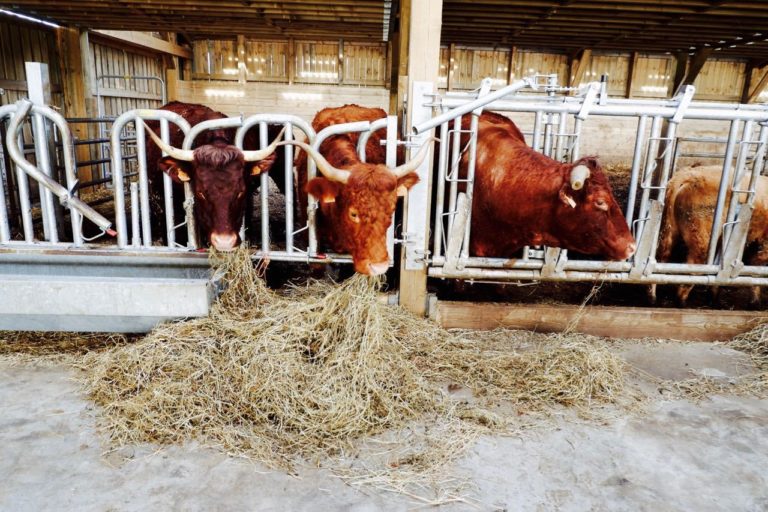 Ferme Des Rabanisse 2