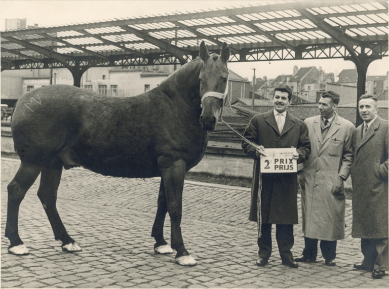 Historique Chevaline