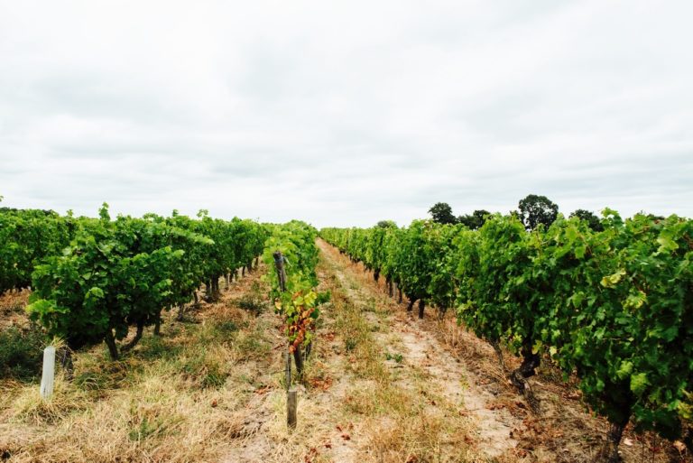 Voyage Vin Loire Roches Neuves1